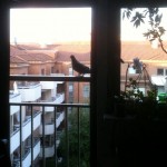 bird on balcony bird on balcony