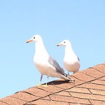 300px-Seagulls