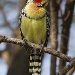 300px-Lake_Manyara_Bartvogel1 300px-Lake_Manyara_Bartvogel1